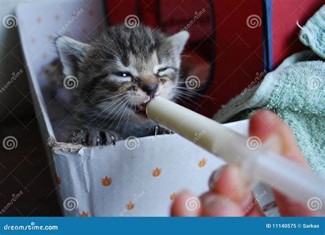 Kitten drinking milk stock image. Image of eating, medicine - 11140575