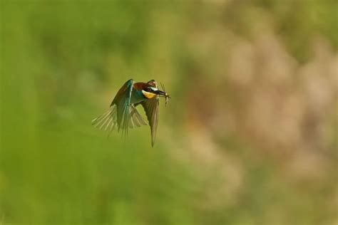 The Best Images From The Wildlife In Motion Challenge