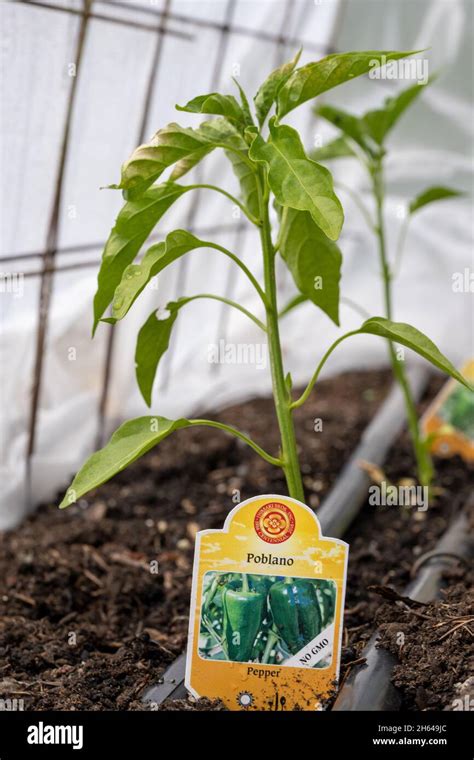 Poblano Seedlings