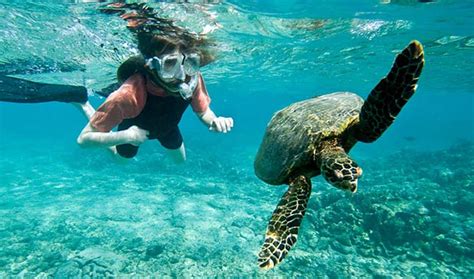 Snorkelling In The Canary Islands Everything You Need To Know