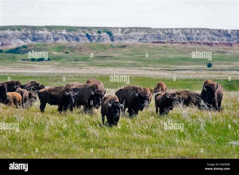 American Bison, buffalo, Badlands National park, South Dakota Stock ...