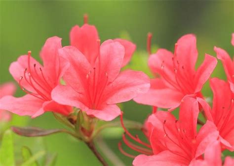 養殖杜鵑花的時候，精通這幾點使你的杜鵑花五彩繽紛，可觀性極強 每日頭條