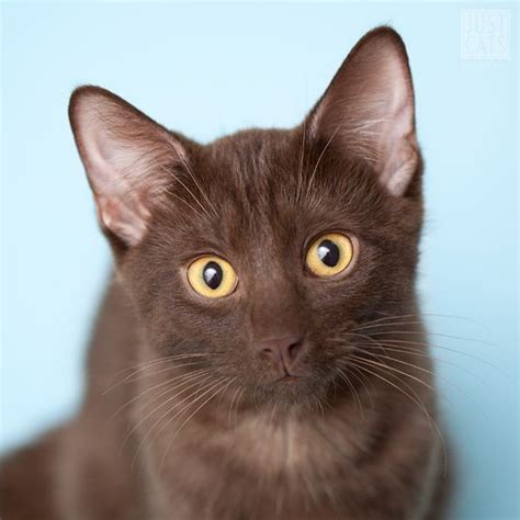 Bruno The Chocolate Brown Kitten Photographed By Just Cats Photography