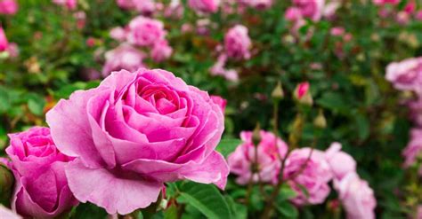 Best Fertilizer For Roses In Enhance Your Blooms And Growth