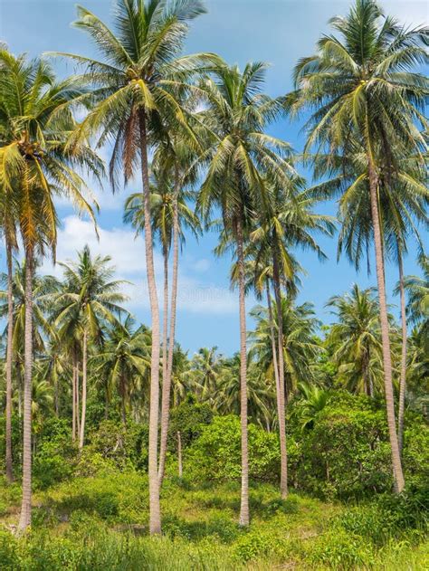 Beautiful Coconut Palm Trees Farm In Koh Samui Island Thailand