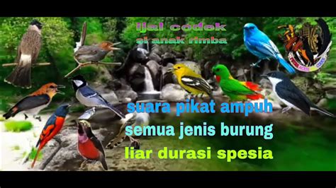 Suara Pikat Burung Ribut Ngeriwik Paling Ampuh Untuk Semua Jenis Burung