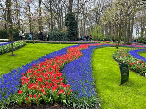 How to Visit the Tulip Fields Near Amsterdam (2024) - Find Love and Travel