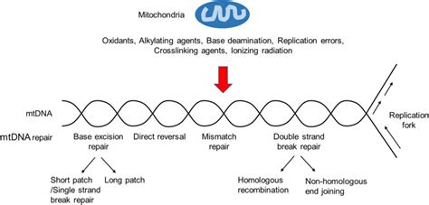 The Mitochondrial Response to DNA Damage. - Abstract - Europe PMC