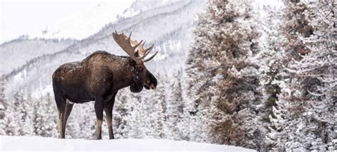 10 Fascinating Facts About Moose A Z Animals