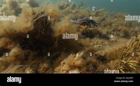 Australian Giant Cuttlefish Aggregation Sepia Apama Underwater In