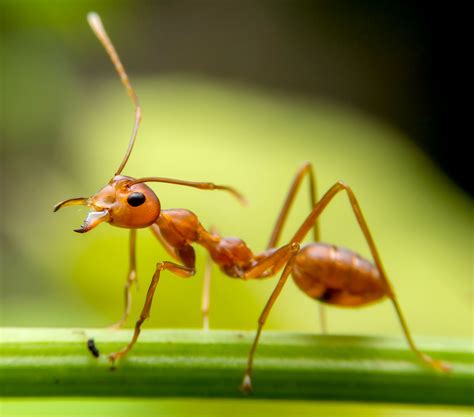 Ant Description Taxonomy Habitat Species Life Cycle And Facts Britannica