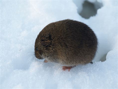 Meadow Vole tracks | Natural Areas Notebook
