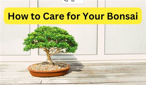 Tiny Trees 101 How To Care For Bonsai