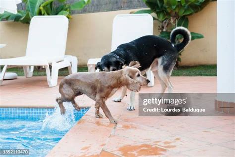 421 Dog Splash Pool Stock Photos, High-Res Pictures, and Images - Getty ...