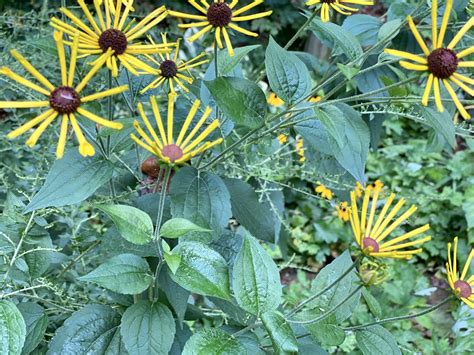 Rudbeckia Subtomentosa Sweet Coneflower North Carolina Extension