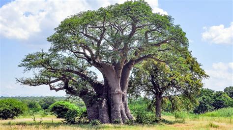 African Baobab Tree