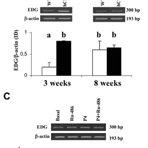 In Vitro Effect Of Hcg On The Expression Of Tgf A Alk B And