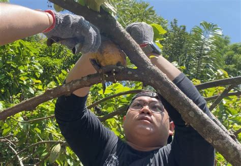 Merawat Keindahan Alam Dan Kearifan Lokal Batak Toba Di Pulau Sibandang