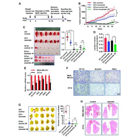 Sipa1 Enhances Aerobic Glycolysis In Breast Cancer Cells Under A Download Scientific Diagram