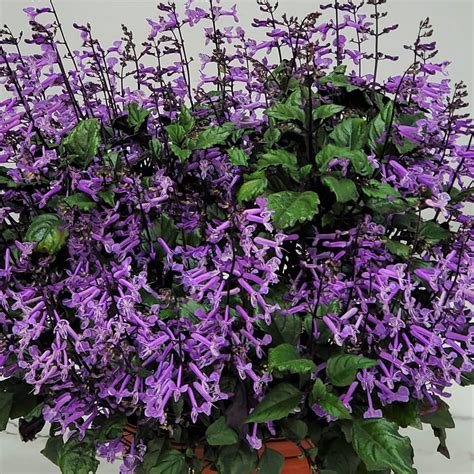 Plectranthus Mona Lavender Plants for Sale Online