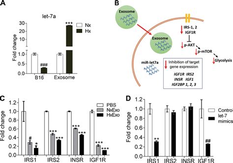 Exosome Mediated Transfer Of Mirna Let A To Bmms A Rt Qpcr Analysis