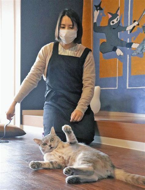 「理解ある飼い主が見つかれば」 保護猫カフェ、岐阜にオープン：中日新聞web