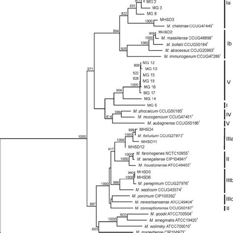 Hypothetical Multilocus Concatenated Tree Showing The Molecular