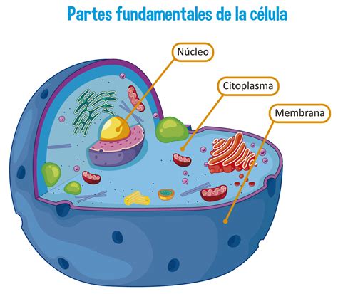 Partes Do Corpo Com - La Clula Y Sus Partes