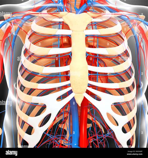 Chest Anatomy Artwork Stock Photo Alamy