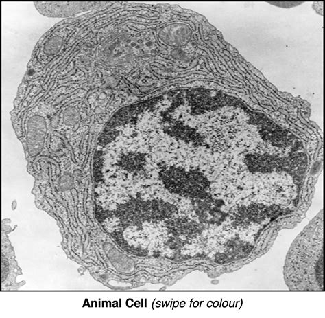 animal cells   electron microscope