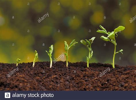 Pea Plant Growth Stages High Resolution Stock Photography and Images ...