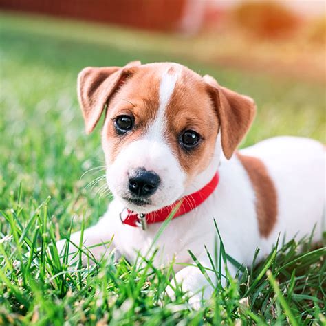 #1 | Jack Russell Terrier Puppies For Sale In Texas