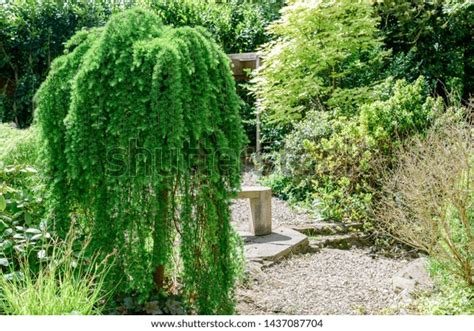 Dwarf Weeping Tree Royalty-Free Images, Stock Photos & Pictures | Shutterstock