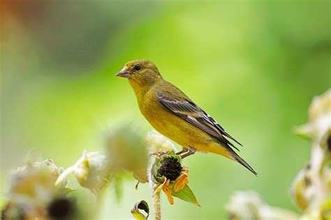 Yellow Birds In Texas Identification Guide Birds Fact