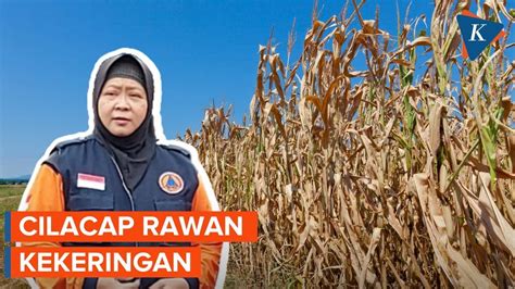 Setengah Wilayah Di Cilacap Rawan Kekeringan 100 000 Jiwa Berpotensi