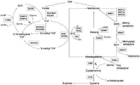 Homocysteine Metabolic Pathways For Gene Names Refer To Table S2