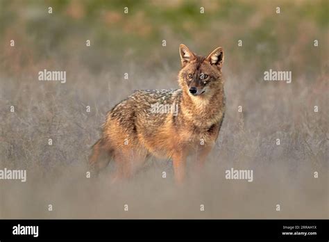 Golden Jackal Canis Aureus In Natural Habitat Stock Photo Alamy