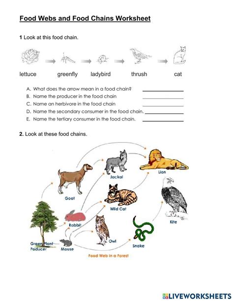 Food Chain And Web Worksheets Free Customizable Templates Worksheets