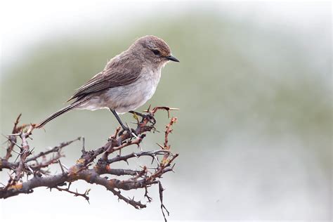 African Grey Flycatcher Near Filtu Ethiopia 2017 Flickr