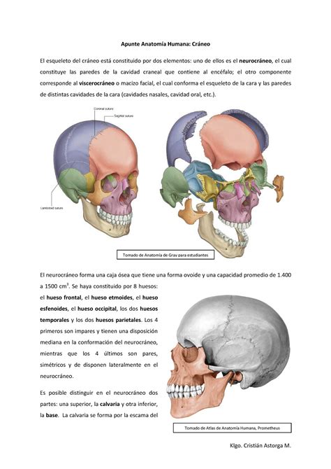 Apunte Craneo Apunte Anatomía Humana Cráneo El Esqueleto Del Cráneo