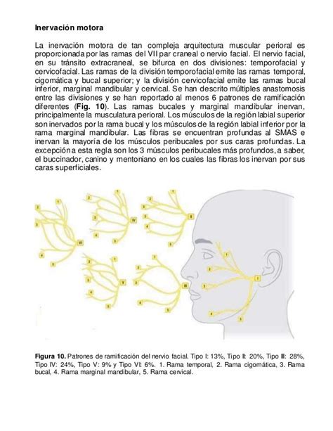 Anatomia De Los Labios Y De La Region Perioral