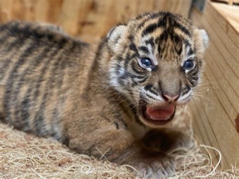 Watch: Rare newborn Sumatran tiger takes first steps at Memphis Zoo