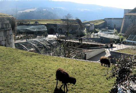 Toufik de Planoise on Twitter Besançon scandale au zoo de la