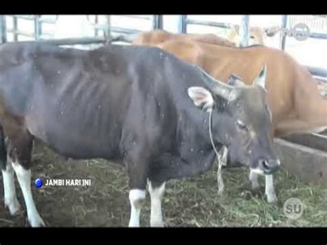 TVRI JAMBI DISBUNNAK PASTIKAN STOK DAGING SAPI AMAN JELANG IDUL FITRI