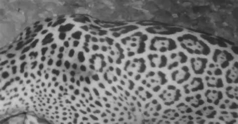 New Jaguar Captured by Trail Camera in Arizona Wilderness