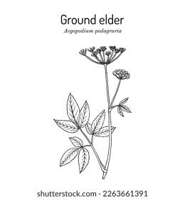 Ground Elder Aegopodium Podagraria Edible Medicinal Stock Vector