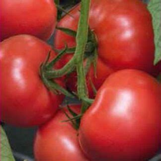 Tomate Roz 0 3 Gr Planterra Ro Viata Pe Verde