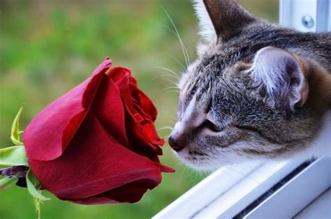 Are Roses Toxic To Cats? Pet Safety Guide