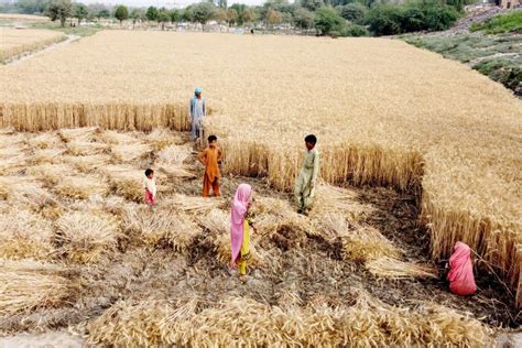 Pm Satisfied As Pakistan Achieves Record Bumper Wheat Crop Pakistan