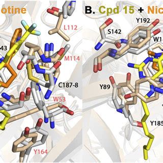 Superimposition Of Ls AChBP X Ray Crystal Structures In Complex With 33